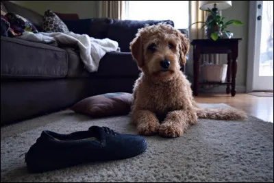 Avec ton chien, tu ne supporterais pas qu'il...