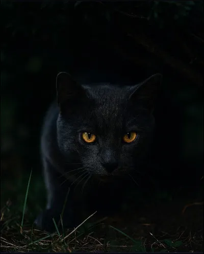 Plus difficile : combien de tentatives du (nouveau) Clan du Ciel ont échoué pour trouver le Clan du Tonnerre ?