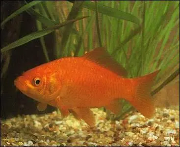 Il est le hros d'une pub , c'est Maurice ...