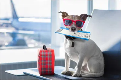 Si ton cur pouvait temmener quelque part, juste pour changer dair un instant, vers quel pays irait-il ?
(Et si aucun ne te parle vraiment, choisis simplement celui qui te fait sentir bien.)