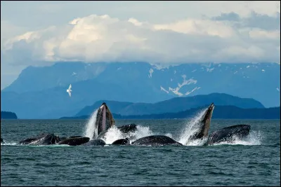 Je suis située au bord de locéan Atlantique et je me trouve dans le plus grand département français.