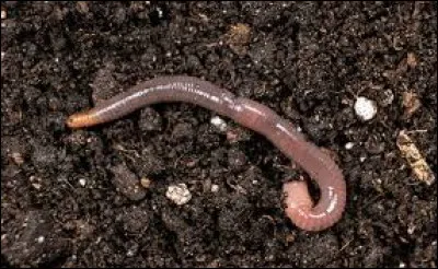 Ce petit invertébré est un ...