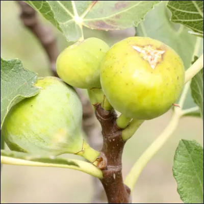 Quel nom est donné à cette figue originaire de Provence ?