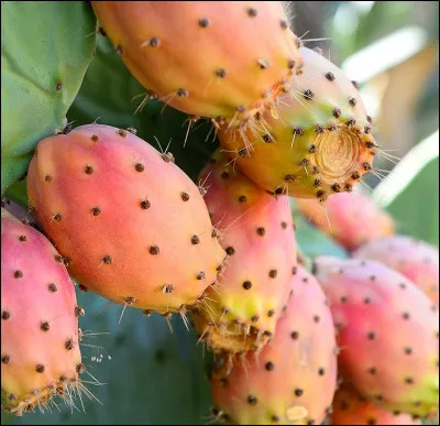 Quel pays est le plus grand producteur de figues de Barbarie au monde ?