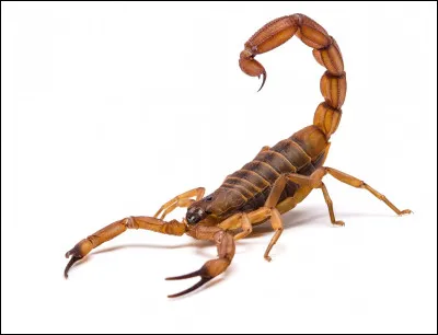 Comment s'appelait le scorpion de Mercredi ?