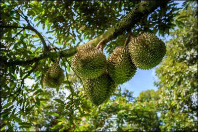 Le jacquier est un arbre présent dans la plupart des régions tropicales. Quel est le nom de son fruit ?