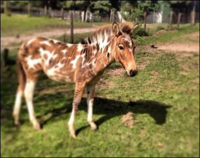 Le zorse est un animal hybride issu de quel croisement ?