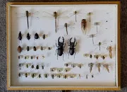 Test Quel insecte es-tu ?