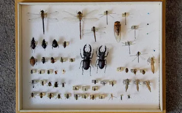 Quiz Test de personnalit�