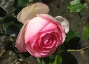 Quiz Autour de la rose