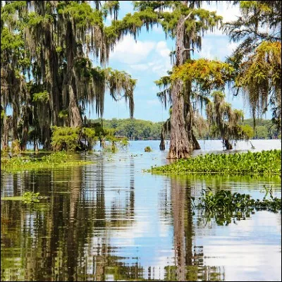 Quel crustacé, qui possède une espèce de Louisiane, fait lobjet de lastaciculture ?