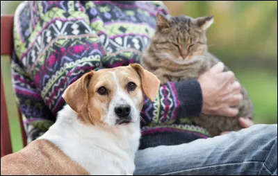 Quel animal est capable de retrouver son chemin sur plusieurs kilomètres grâce à son odorat ou sa mémoire spatiale ?