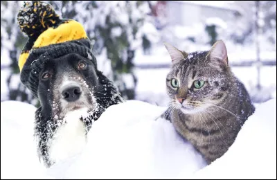 Quel animal peut tourner ses oreilles indépendamment lune de lautre pour mieux capter les sons ?