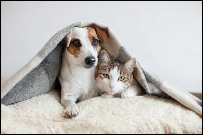 Quel animal est plus sensible aux coups de chaleur en été ?