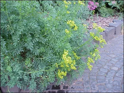 Brisemiche à Paris.