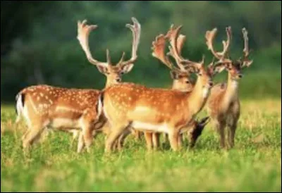 Quel animal aimerais-tu avoir ?