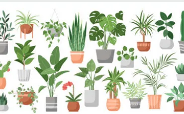 Quiz Plantes