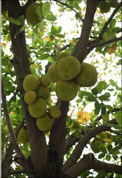 Quel est le nom de cette plante en J ?