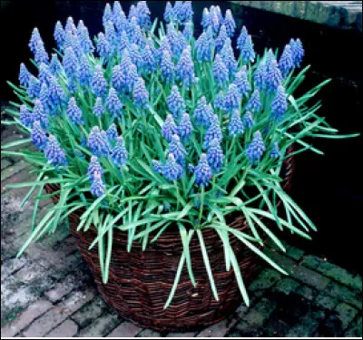 Quel est le nom de cette plante en M ?