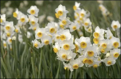 Quel est le nom de cette plante en N ?