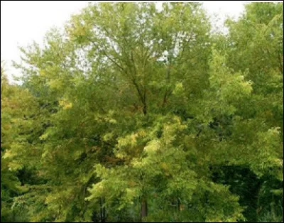 Quel est le nom de cette plante en O ?