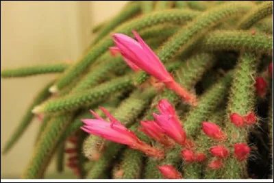 Quel est le nom de cette plante en Q ?