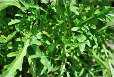 Quel est le nom de cette plante en R ?