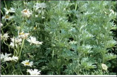 Quel est le nom de cette plante en A ?