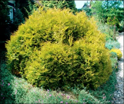 Quel est le nom de cette plante en T ?