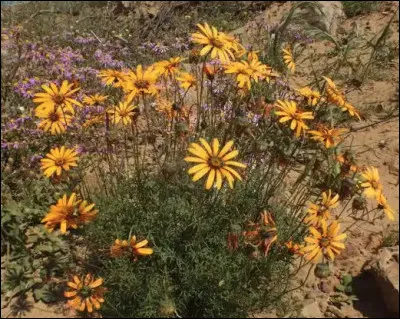 Quel est le nom de cette plante en U ?