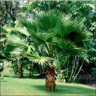 Quel est le nom de cette plante en W ?