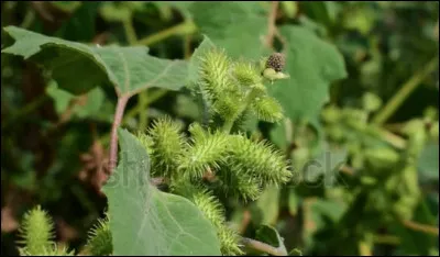 Quel est le nom de cette plante en X ?