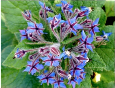 Quel est le nom de cette plante en B ?