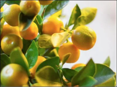 Quel est le nom de cette plante en C ?