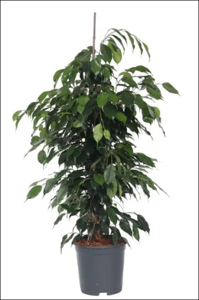 Quel est le nom de cette plante en F ?