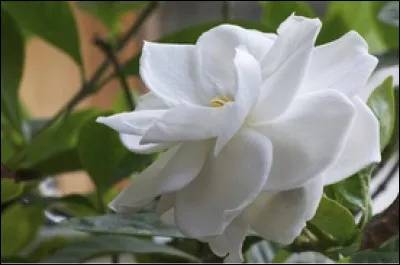 Quel est le nom de cette plante en G ?