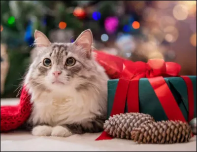 Quel animal tire le traîneau du père Noël ?