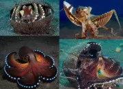 Quiz Vrai ou faux sur le rgne animal