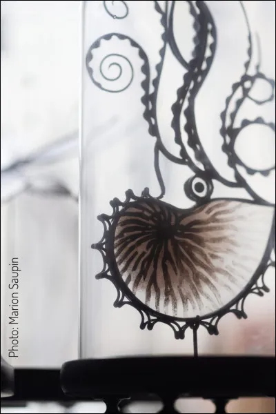 Chez l'argonaute la femelle peut être 20 fois supérieure en taille que le mâle.