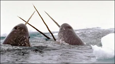 La corne du narval est issue d'une de ses canines.