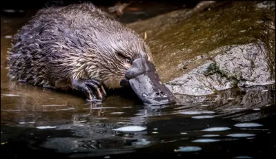 L'ornithorynque est un mammifère australien qui pond des ufs.