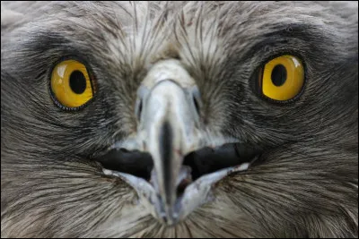 Le circaète est une espèce de rapaces aussi appelé "Jean-le-Blanc ".