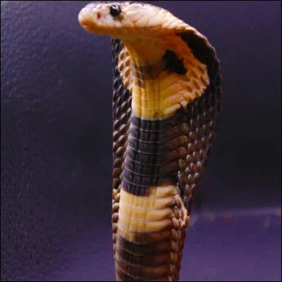 Il existe des serpents qui se nourrissent presque exclusivement de serpents.