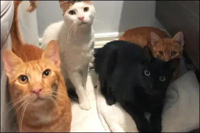 Une chatte peut avoir quatre portées par an.