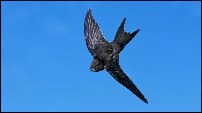 Le martinet noir est un oiseau qui peut voler quatre ans sans se poser.