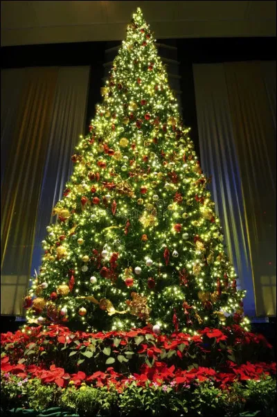 Quel type de sapin est principalement utilis&eacute; au Japon ?