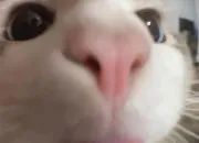 Test Quel genre dami es-tu ?