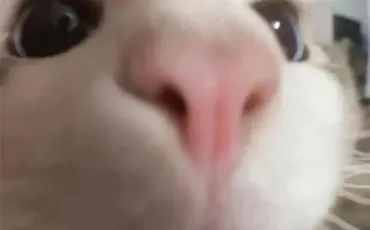 Quiz Test de personnalit