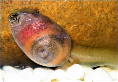 De quelle larve amphibienne est inspir&eacute;e la phase basique de Tartard, dont la spirale noire de son abdomen rappelle les organes visibles de certaines esp&egrave;ces ?