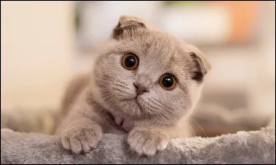 Quel chat possède des oreilles très courtes ou repliées vers lavant ?